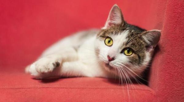 ce poate pati pisica ta daca nu este hranita cum trebuie