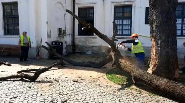 fritz ii taie stejarul regelui ferdinand nu mai poate fi salvat