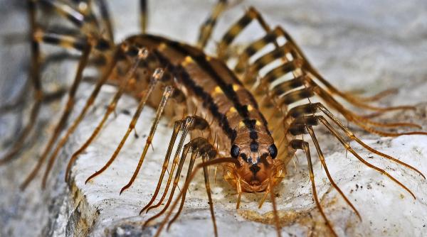 insecta care e bine sa o ai pe langa casa