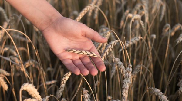 pentru a salva graul ucrainei ue deschide coridoare de solidaritate