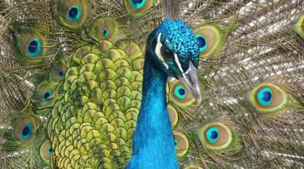 braconierii de pauni au ucis trei politisti in india