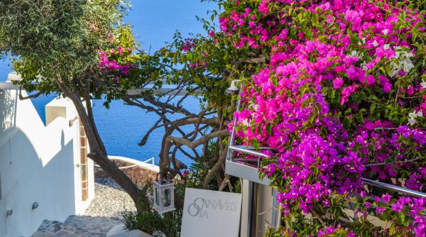 planta disparuta pe care grecii o foloseau la mancare contraceptie si parfumuri