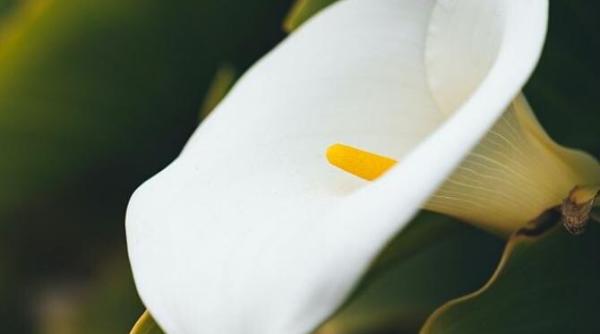planta pe care ar trebui sa o ai neaparat in casa aduce fericire dragoste si bani