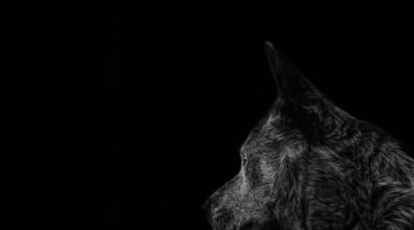 povestea lui hachiko catelul care de doua luni isi asteapta stapanii langa casa distrusa in borodyanka