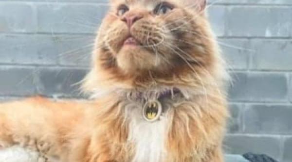 povestea motanului din bucea furat de soldatii rusi max a fost dus in belarus dar s a intors la stapani dupa 80 de zile m am incapatanat sa cred ca traieste