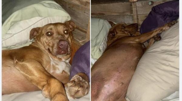 un cuplu s a trezit cu un catel dormind in pat se ghemuia langa ei confortabil foto