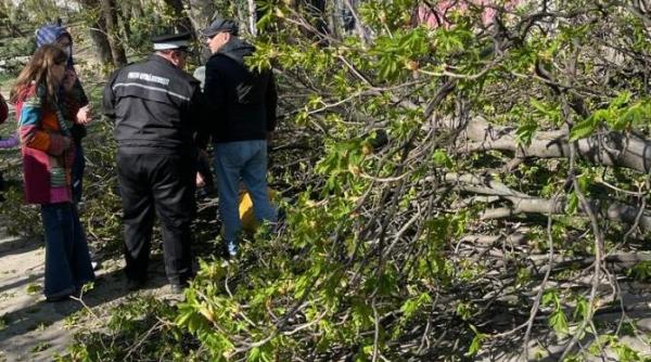 femeie zdrobita de un copac in parcul cismigiu alpab ne am aflat in fata unei situatii de forta majora vina neapartinand vreunei institutii publice