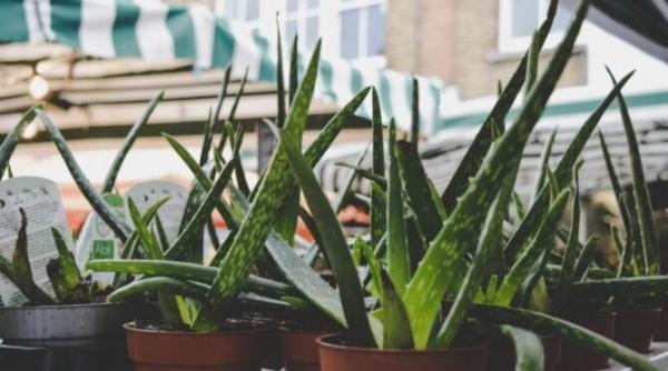 patru plante pe care trebuie sa le ai in casa purifica aerul si au zeci de beneficii afla care sunt acestea