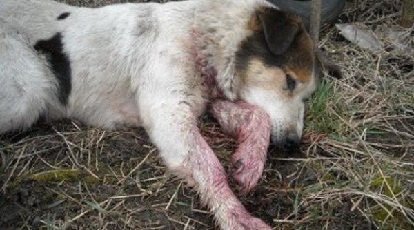 amenzile pentru cazurile de cruzime fata de animale sau triplat