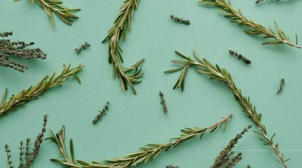 plante aromatice ierboase vs lemnoase cand se adauga in mancare