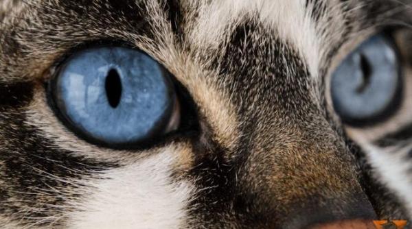 un parazit al pisicii tale te ar putea infecta si pe tine semnele se vad in ochii felinei