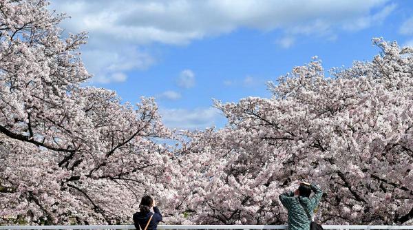 imagini sezonul ciresilor japonezi a inceput mai devreme din cauza incalzirii globale