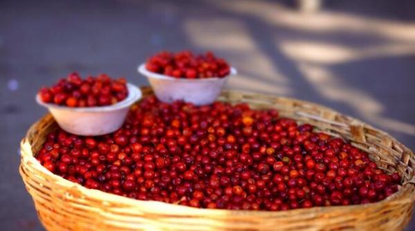 merisoarele ar putea imbunatati memoria si ar feri creierul de dementa