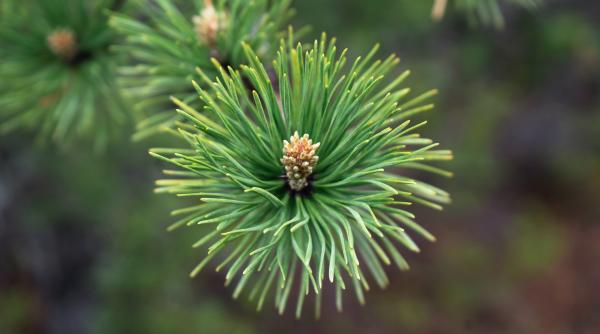 mugurii de brad beneficii si utilizari