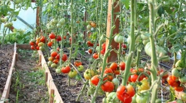 oana bulai programele psd dedicate fermierilor inregistreaza rezultate foarte bune