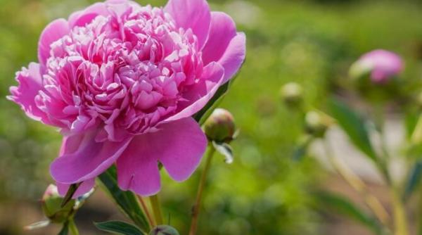 lansarea apelului in vederea sustinerii proiectului de lege bujorul floarea nationala si simbol floral al romaniei