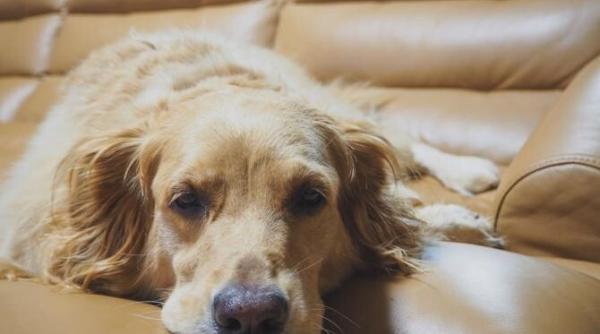 ce inseamna cand un caine iti ia locul cand te ridici