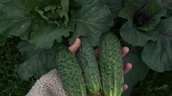 castraveti umpluti cu creveti si iaurt un aperitiv cu care iti vei cuceri oaspetii