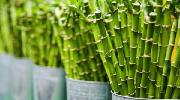 plante minunate pe care trebuie neaparat sa le avem in casa purifica aerul si ne imbunatatesc starea de spirit