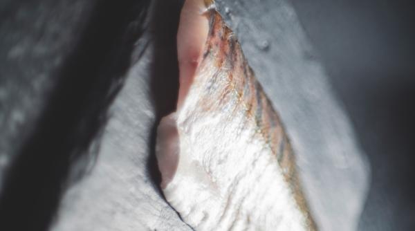 cel mai bun peste pentru creierul tau iti mentine mintea agera si iti consolideaza atentia