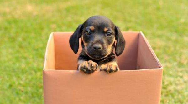 de ce se ascunde brusc cainele tau