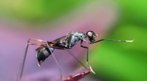 scapa de tantari cu ingredientele din bucatarie sunt atat de eficiente incat insectele iti vor ocoli casa
