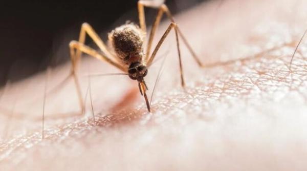 zece remedii pentru a calma intepaturile de tantari poarta le cu tine si vei fi ocolit de insectele enervante