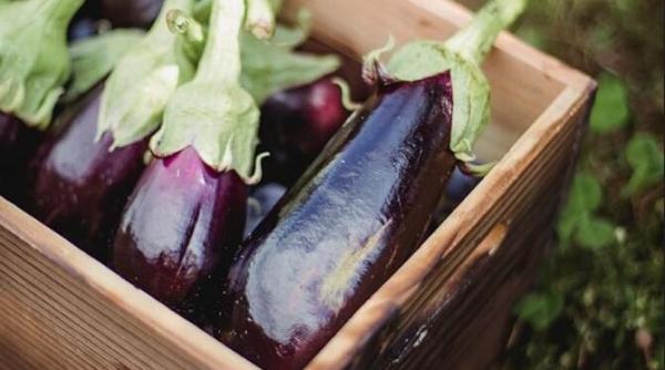 vinete senzationale la cuptor sunt gata in 5 minute si se termina de pe mase cat ai zice peste