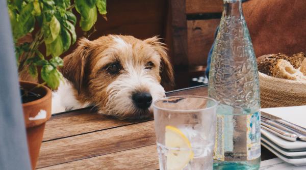 ce se intampla daca dai cainelui sa bea alcool nici macar in gluma sa nu faci asta