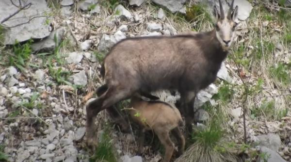 imagini rare ied de capra neagra filmat in timp ce este alaptat de mama sa in parcul natural bucegi video