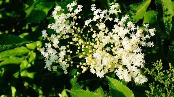 clatite de soc reteta de preparare a florilor de soc prajite