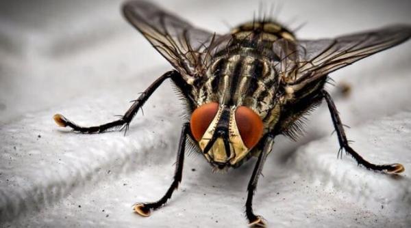 planta pe care toata lumea trebuie sa o aiba in casa parfumeaza interiorul si tine insectele departe
