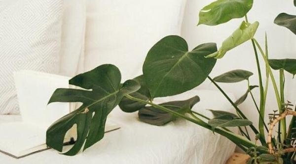 uda florile cu apa cu acid citric doar gospodinele cu experienta cunosc acest truc eficient