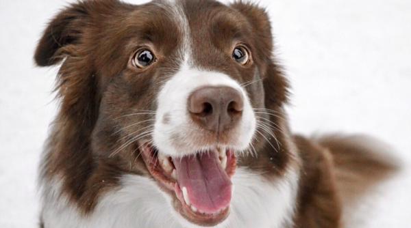 un japonez a platit o avere pentru a se transforma intr un caine collie mi am dorit sa fiu un animal