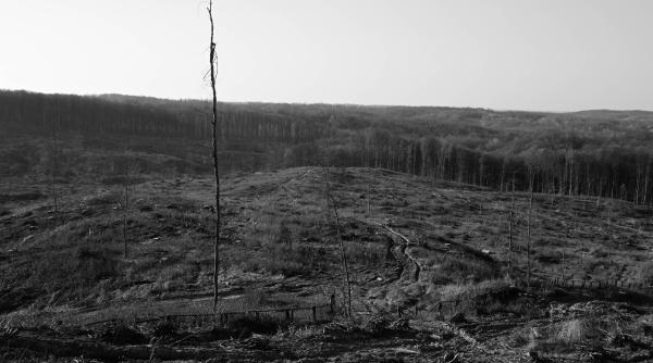 presa straina despre defrisarea in plamanul verde al europei copacii romaniei in pericol