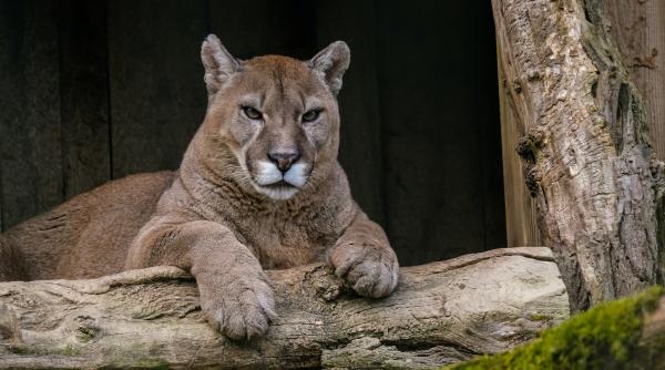 o fetita de doar 9 ani a supravietuit atacului unei pume