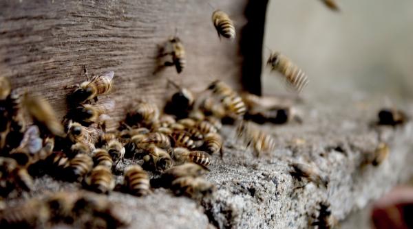 a fost descoperit un gandac care ar putea stimula productia de propolis rosu
