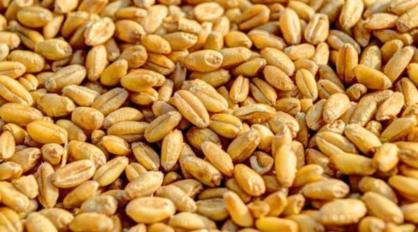 turcia acuzata de ucraina ca importa graul furat de rusia