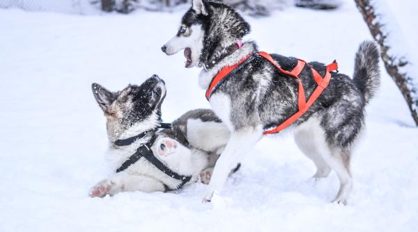 un caine de sanie disparut in timpul unei curse din alaska a fost gasit dupa 3 luni