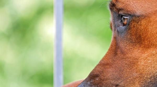 un barbat amendat 12 000 de lei dupa ce si a abandonat cainele la o manastire