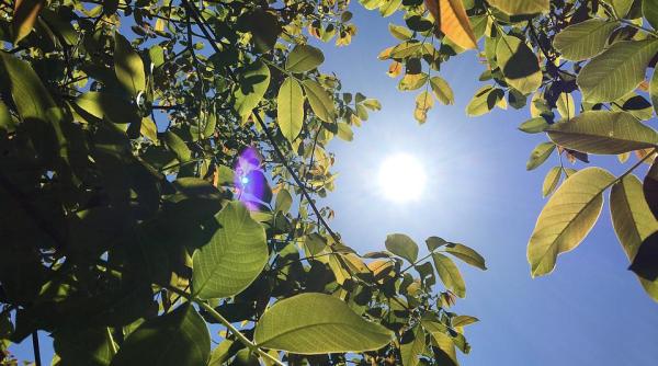 o mama si a legat fetita de 5 ani de maini si picioare si a lasat o in soare pedepsind o astfel pentru ca nu si a facut temele video