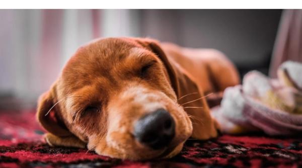 de ce doarme catelul langa picioarele tale