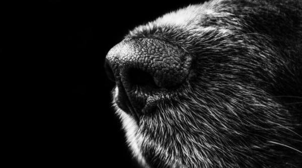 video cu un caine atunci cand se intalneste cu cinci pisici