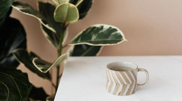 plantele care atrag succesul norocul dragostea bunastarea in casa lidia fecioru lista