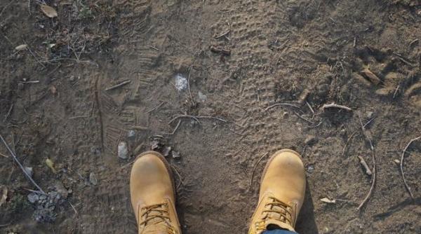 romanii care pun la dispozitia statului teren pentru impadurire nu mai primesc subventia de la apia video