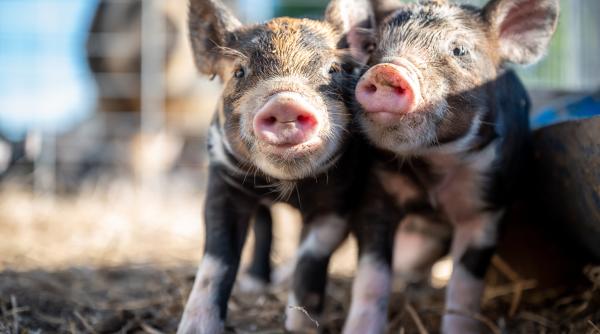 china se pregateste sa lanseze pe piata porcii clonati de catre roboti