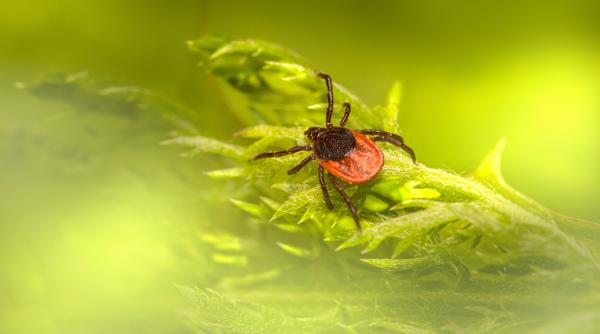 sfaturi practice ce faci daca te a muscat o capusa