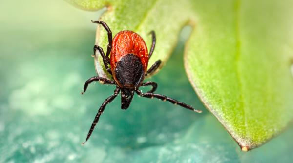 tot mai multe persoane muscate de capuse romania dispune de vaccin contra insectelor