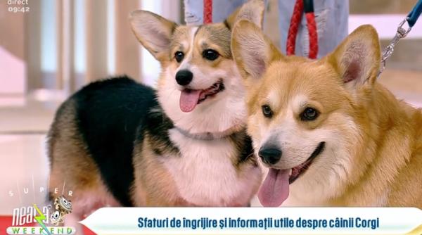 loial inteligent iubitor cainele corgi exceleaza ca animal de companie aceasta rasa fiind preferata de regina elisabeta
