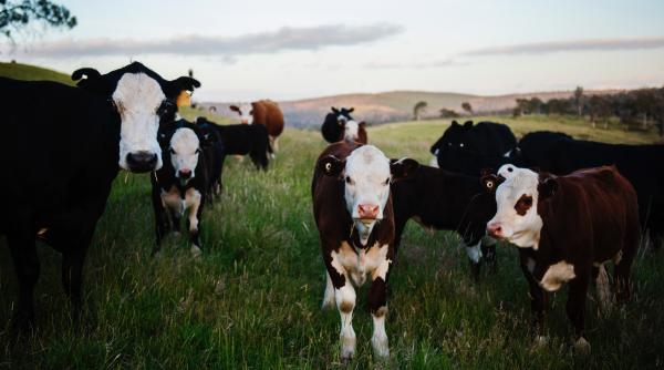vacile si emisiile de metan ue trebuie sa reduca numarul de bovine daca vrea sa isi atinga obiectivele studiu